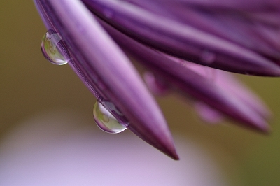 2010-04-09 / kapoky
Par kapoky dans [ Gouttes ]
