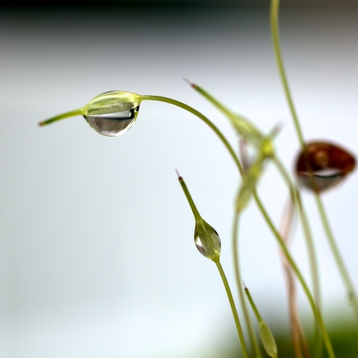 2011-02-27 / Marceline
Par Marceline dans [ Gouttes ]
