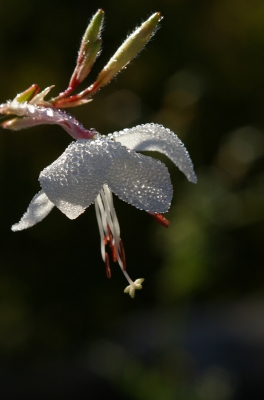 2008-09-21 / sorcier
Par sorcier [Fleurs]
