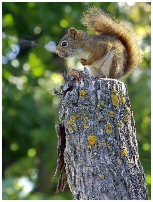 2009-07-17 / Pixel
Par Pixel dans [ Faune sauvage ]
