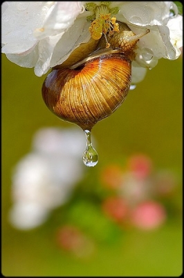 2010-05-08 / fabien80
Par fabien80 dans  [ Macro et proxi-photo ]
