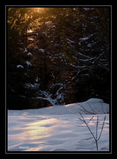 2011-02-20 / randos74
Par randos74 dans [ Arbres / Forets / Vegetation]
