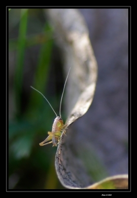 2010-04-23 / randos74
Par randos74 dans [ Macro et proxi-photo ]
