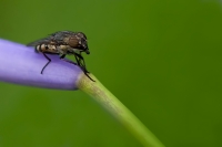 Nom du fichier=090708033418747014033263.jpg
Taille du fichier=137Ko
Dimensions : 800x532
Ajouté le : 09 Juillet 2009 090708033418747014033263.jpg