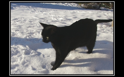 2008-12-13/ Loukoum
Par :  Loukoum [ Animaux de compagnie ]
