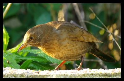 2008-12-27/ Patanock
Par : Patanock [ Faune sauvage ]
