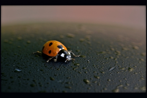 2011-07-30 /  Mickmac
Par : Mickmac [ Macro et proxi-photo ]
