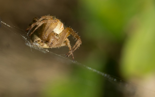 2011-09-24 / neosilencers
Par :  neosilencers [ Macro et proxi-photo ]
