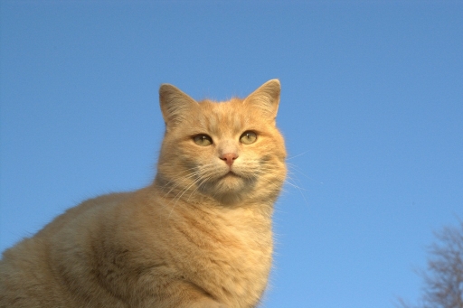 2011-12-03 / papy 57
Par : papy 57 [ Animaux de compagnie ]
