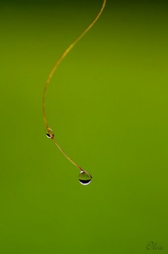 2014-10-12  / olive76
olive76 [ Gouttes ]
