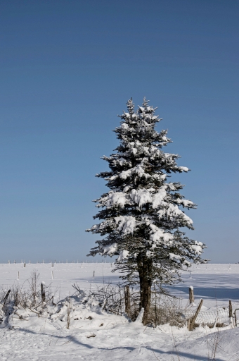 2015-02-14 / Hermes
Par Hermes [ Arbres / Forets / Vegetation]
