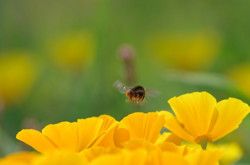 2015-04-12 / Gko
Par Gko [ Macro et proxi-photo ]
