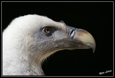 2008-08-12/ Jardinier
Par : Jardinier   [ Faune sauvage ] 
