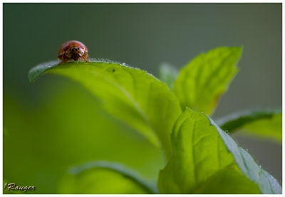 2008-05-21/ Rrteam
Par Rrteam
