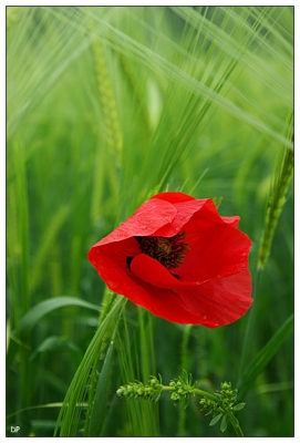 2008-06-07 / Beba
Par : Beba
