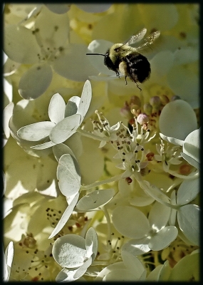 2008-09-20/ Pixel
Par : Pixel  [ Insectes non macro ]
