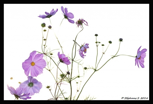 2014-12-28 / MouLaG Ã”fr
MouLaG Ofr  [ Fleurs ]
