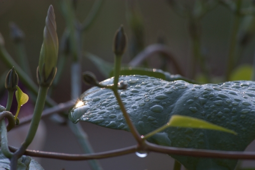 2011-10-22 /  bbert
Par : bbert [ Gouttes ]
