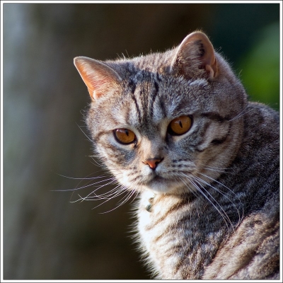 2009-04-13/ MouLaG Ã”fr
Par : MouLaG Ofr [ Animaux de compagnie ]
