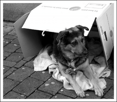 2008-12-20/ Fab
Par : Fab [ Surprenant / Amusant ]
