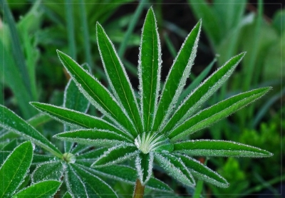 2009-05-16 / Pixel
Par : Pixel dans Vos series  "Perles du matin"
