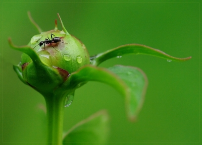 2009-05-30/ Pixel
Par : Pixel [ Insectes,  * non macro * ]
