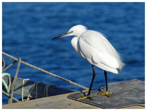 2012-02-11 /  olilignan
Par : olilignan [ Faune sauvage ]
