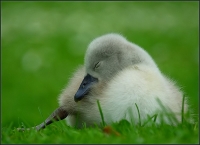 Nom du fichier=090710062319821358.jpg
Taille du fichier=106Ko
Dimensions : 800x580
Ajouté le : 10 Juillet 2009 090710062319821358.jpg