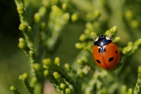 coccinelle1102.jpg