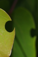 Nom du fichier=imgp5320g.jpg
Taille du fichier=114Ko
Dimensions : 678x1024
Ajouté le : 20 Mai 2011 imgp5320g.jpg