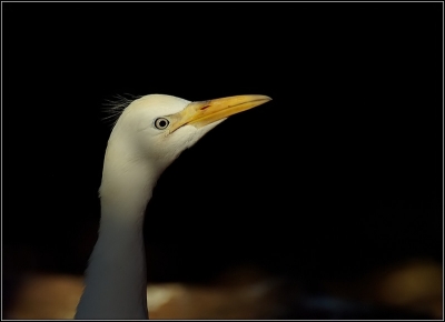 2009-07-23 / Leon
Par  : Leon   [ Zoo & parcs animaliers ]
