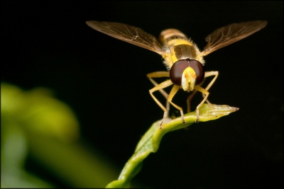 2009-07-30 / julius23
Par : julius23   	 [ Macro et proxi-photo ] 
