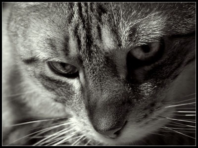 2010-04-08 / perreg
Par : perreg   [ Noir et Blanc, Sepia et desaturation partielle ] 
