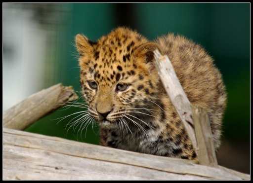 2011-01-13 / SCALPA 
Par : SCALPA   [ Zoo & parcs animaliers ]
