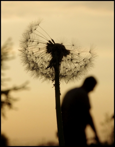 2011-04-21/ grandetine 
Par : grandetine  [Fleurs] 
