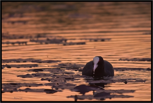 2011-05-05 /randos74 
Par : randos74  [ Faune sauvage ]
