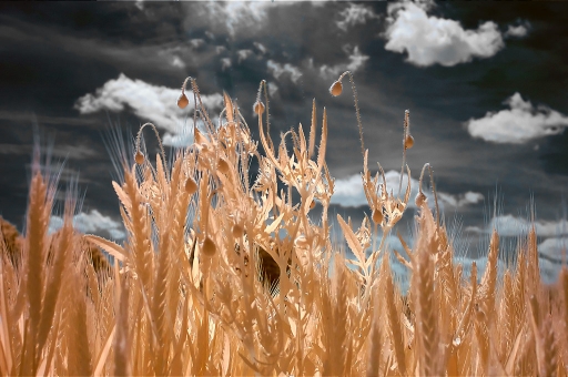 2011-05-19 / dimvig
Par : dimvig  [ Infra-Rouge ]


