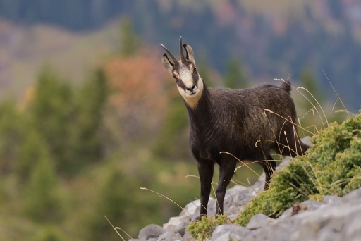 2011-11-03 / randos74
Par : randos74   [Faune sauvage ]
