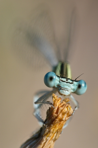 Février 2012  - Netgabe
Fevrier 2012  - Netgabe
