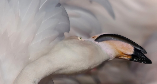 2012-02-22 / JoCar 
Par : JoCar  [ Faune sauvage ]  
