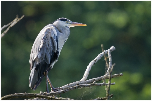 2012-07-26 / Poupa_78
Par : Poupa_78   [ Faune sauvage ]
