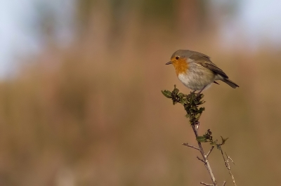2010-01-07 / dedales 
Par : dedales  [ Faune sauvage ]
