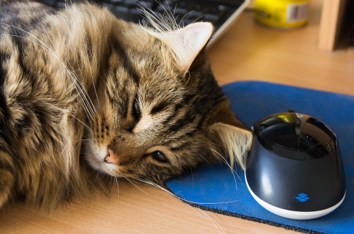 2013-04-04 / DS29
DS29  [ Animaux de compagnie ]
