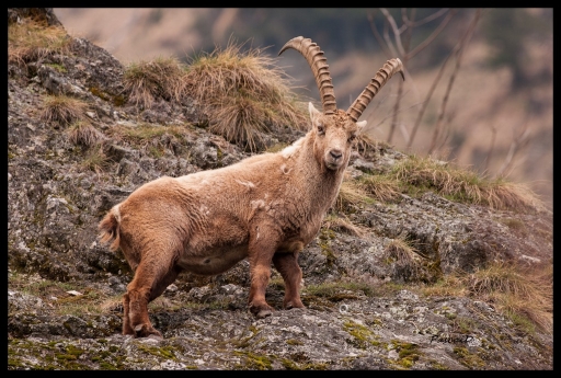 2013-04-29 /pamadu
pamadu [ Faune sauvage ]
