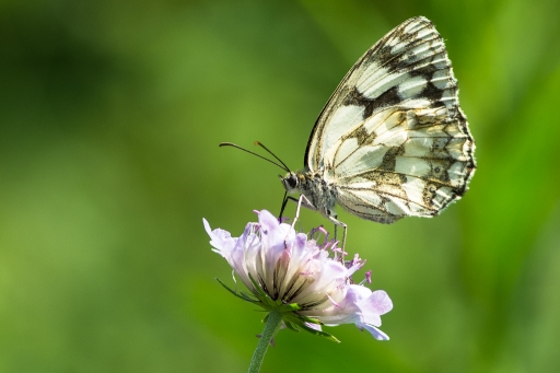 2013-07-26 / LeBernard 
LeBernard   [ Macro et proxi-photo ]
