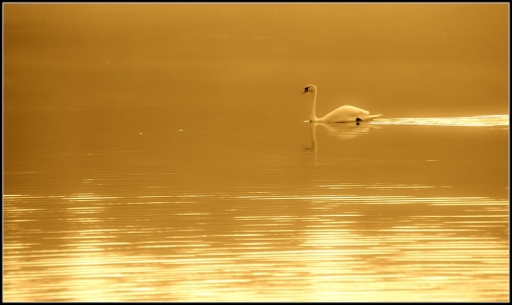 2013-10-05 / Mickmac
Mickmac [ Faune sauvage ]
