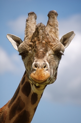 2014-05-29 / rastalaly
rastalaly  [ Zoo & parcs animaliers ]
