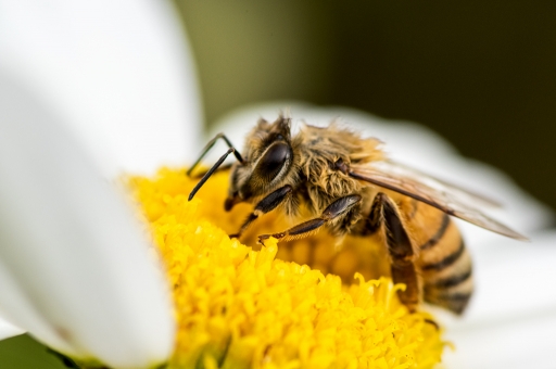 2014-08-09 / Hermes
Hermes  [ Macro et proxi-photo ]
