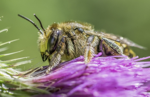 2014-08-23 / miczfr
miczfr   [ Macro et proxi-photo ]
