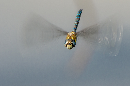 2014-09-25 / miczfr
miczfr    [ Macro et proxi-photo ] 
